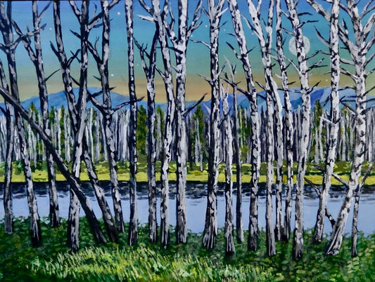 Aspen Trees in Rocky Mountain Park